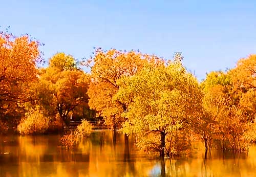 【漠上胡楊】甘青全景品質(zhì)大環(huán)線(xiàn)8日游（青海+敦煌）